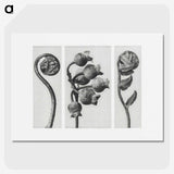 1-24_Karl-Blossfeldt_picture