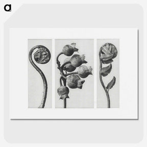 1-24_Karl-Blossfeldt_picture