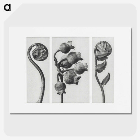 1-24_Karl-Blossfeldt_picture