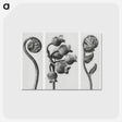 1-24_Karl-Blossfeldt_postcard