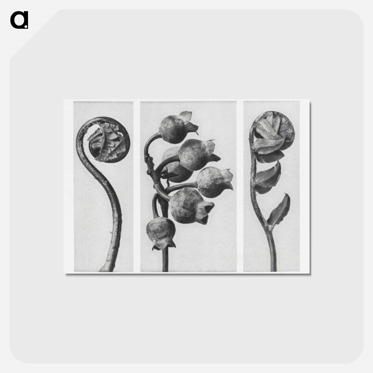 アートポストカード-Polypodiaceae Aspidieae (Polypody) rolled–up frond enlarged 4 times, Vaccinium Corymbosum (Common or Swamp Blueberry) bunch of fruit enlarged 8 times, and Polystichum Falcatum (Prickly Shield–fern) yo - カール ブロスフェルト Postcard.
