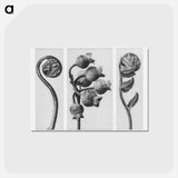 アートポストカード-Polypodiaceae Aspidieae (Polypody) rolled–up frond enlarged 4 times, Vaccinium Corymbosum (Common or Swamp Blueberry) bunch of fruit enlarged 8 times, and Polystichum Falcatum (Prickly Shield–fern) yo - カール ブロスフェルト Postcard.
