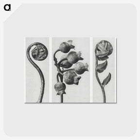 1-24_Karl-Blossfeldt_postcard