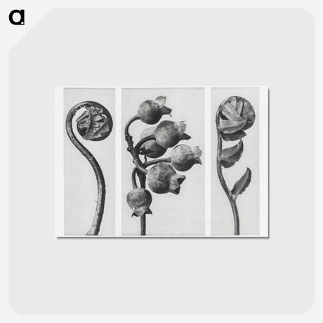 アートポストカード-Polypodiaceae Aspidieae (Polypody) rolled–up frond enlarged 4 times, Vaccinium Corymbosum (Common or Swamp Blueberry) bunch of fruit enlarged 8 times, and Polystichum Falcatum (Prickly Shield–fern) yo - カール ブロスフェルト Postcard.