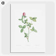 1-24_La-Botanique_picture