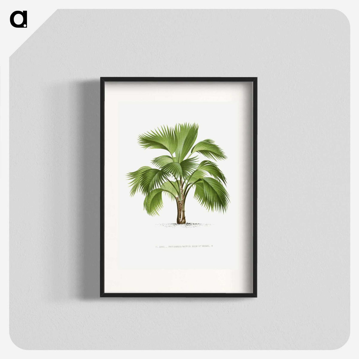 1-24_Les-Palmiers-Histoire-Iconographique_blk