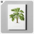 1-24_Les-Palmiers-Histoire-Iconographique_canvas