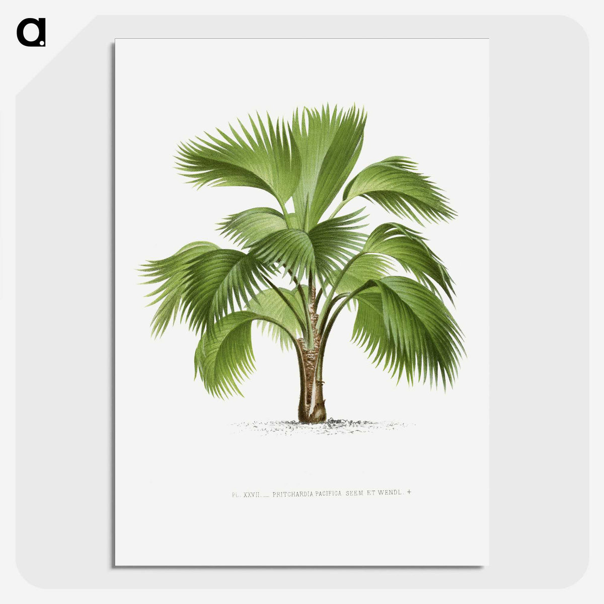 1-24_Les-Palmiers-Histoire-Iconographique_picture-crop