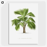 1-24_Les-Palmiers-Histoire-Iconographique_picture-crop