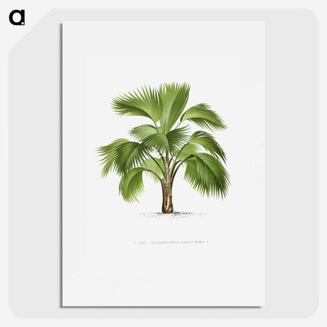 1-24_Les-Palmiers-Histoire-Iconographique_picture
