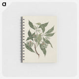 Pittosporum viridiflorum
 - ルイージ バルガーニ Memo.