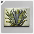 アートパネル-Agave americana
 - マリア ジビーラ メーリアン Canvas.