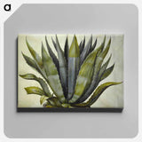 アートパネル-Agave americana
 - マリア ジビーラ メーリアン Canvas.