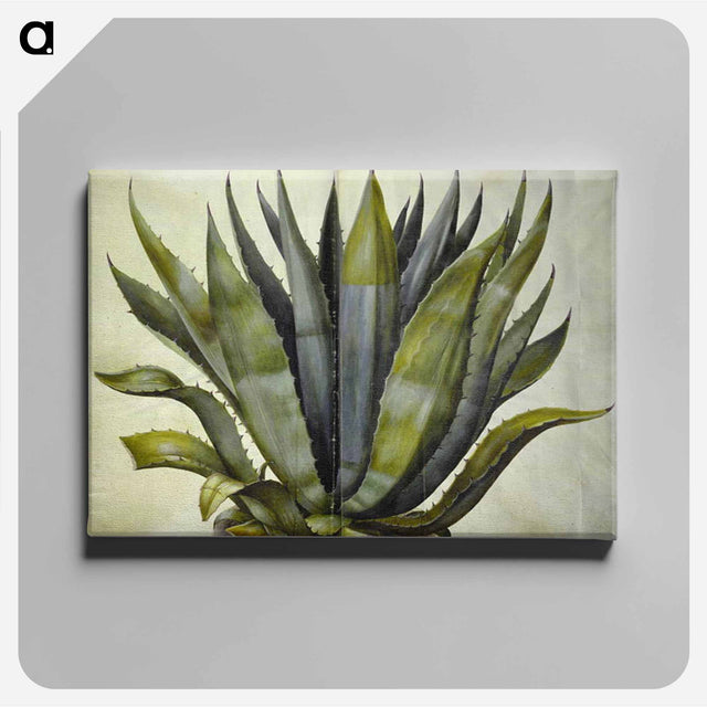 アートパネル-Agave americana
 - マリア ジビーラ メーリアン Canvas.