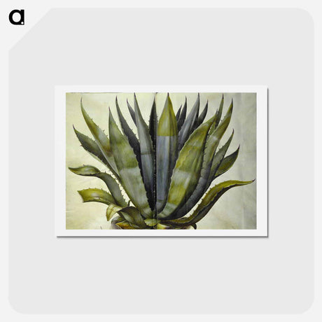 アートポストカード-Agave americana
 - マリア ジビーラ メーリアン Postcard.