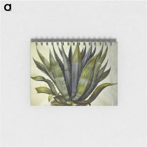 アートメモ帳-Agave americana
 - マリア ジビーラ メーリアン Memo.