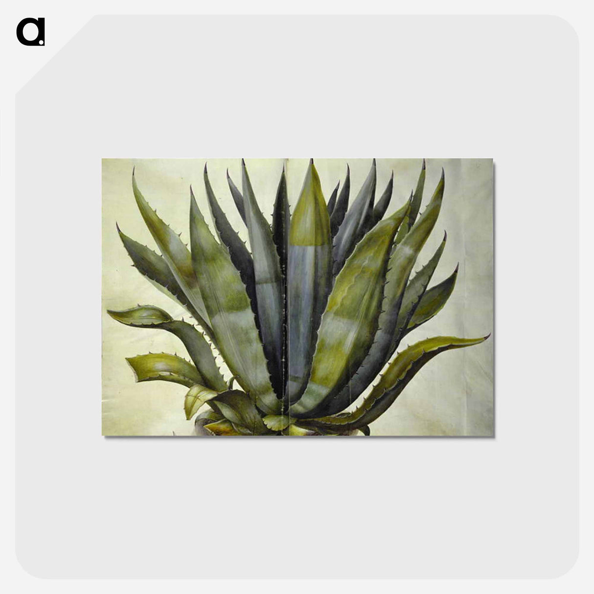 アートポストカード-Agave americana
 - マリア ジビーラ メーリアン Postcard.