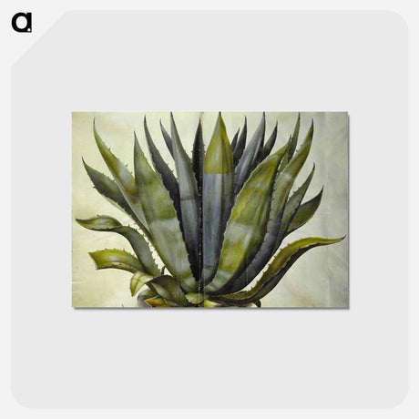 アートポストカード-Agave americana
 - マリア ジビーラ メーリアン Postcard.
