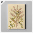 1-24_Mark-Catesby_canvas