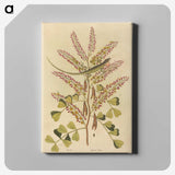 1-24_Mark-Catesby_canvas