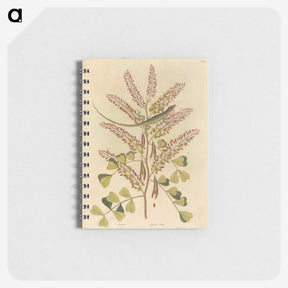 1-24_Mark-Catesby_memo