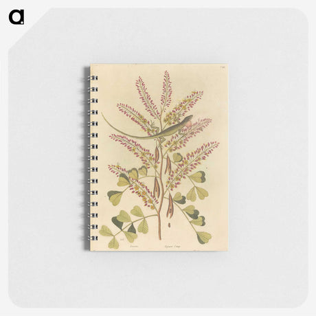 1-24_Mark-Catesby_memo