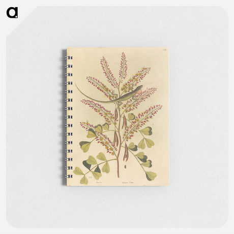 アートメモ帳-The Green Lizard of Jamaica
 - マーク ケイツビー Memo.