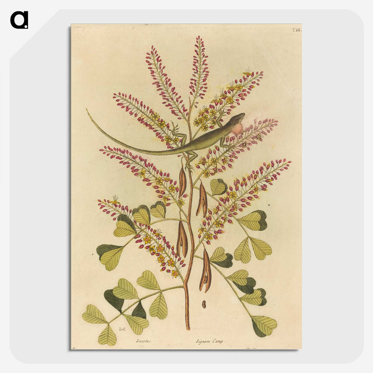 1-24_Mark-Catesby_picture-crop
