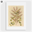 1-24_Mark-Catesby_picture