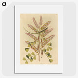 1-24_Mark-Catesby_picture