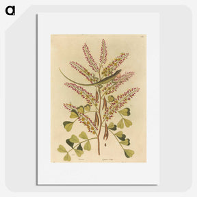 1-24_Mark-Catesby_picture