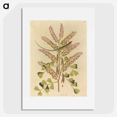 1-24_Mark-Catesby_picture