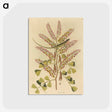 1-24_Mark-Catesby_postcard