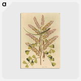 アートポストカード-The Green Lizard of Jamaica
 - マーク ケイツビー Postcard.