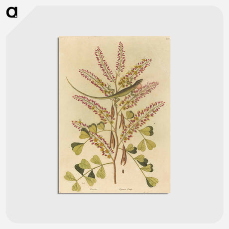 アートポストカード-The Green Lizard of Jamaica
 - マーク ケイツビー Postcard.