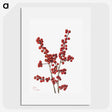 1-24_Mary-Vaux-Walcott_picture