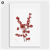 1-24_Mary-Vaux-Walcott_picture
