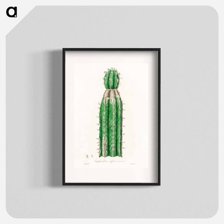 アートポスター-Euphorbia officinarum, from Medical Botany
 - 薬用植物学 Poster.