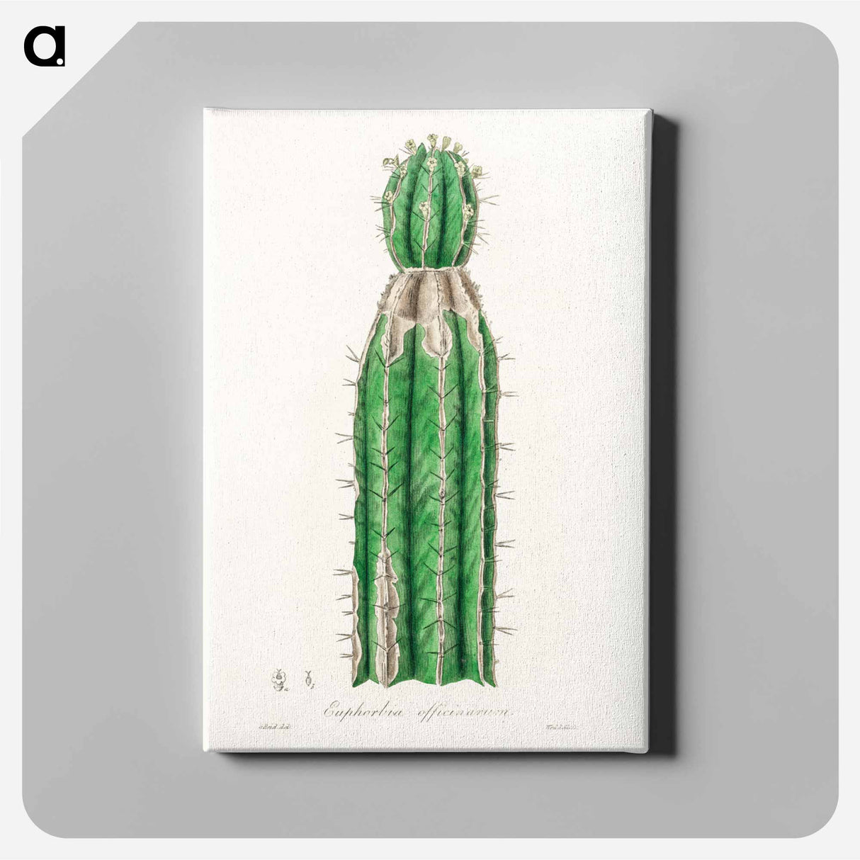 アートパネル-Euphorbia officinarum, from Medical Botany
 - 薬用植物学 Canvas.