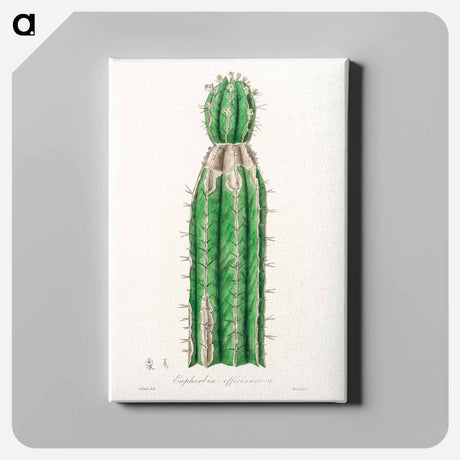 アートパネル-Euphorbia officinarum, from Medical Botany
 - 薬用植物学 Canvas.