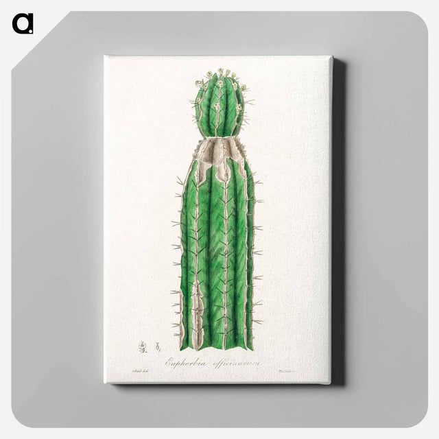 アートパネル-Euphorbia officinarum, from Medical Botany
 - 薬用植物学 Canvas.