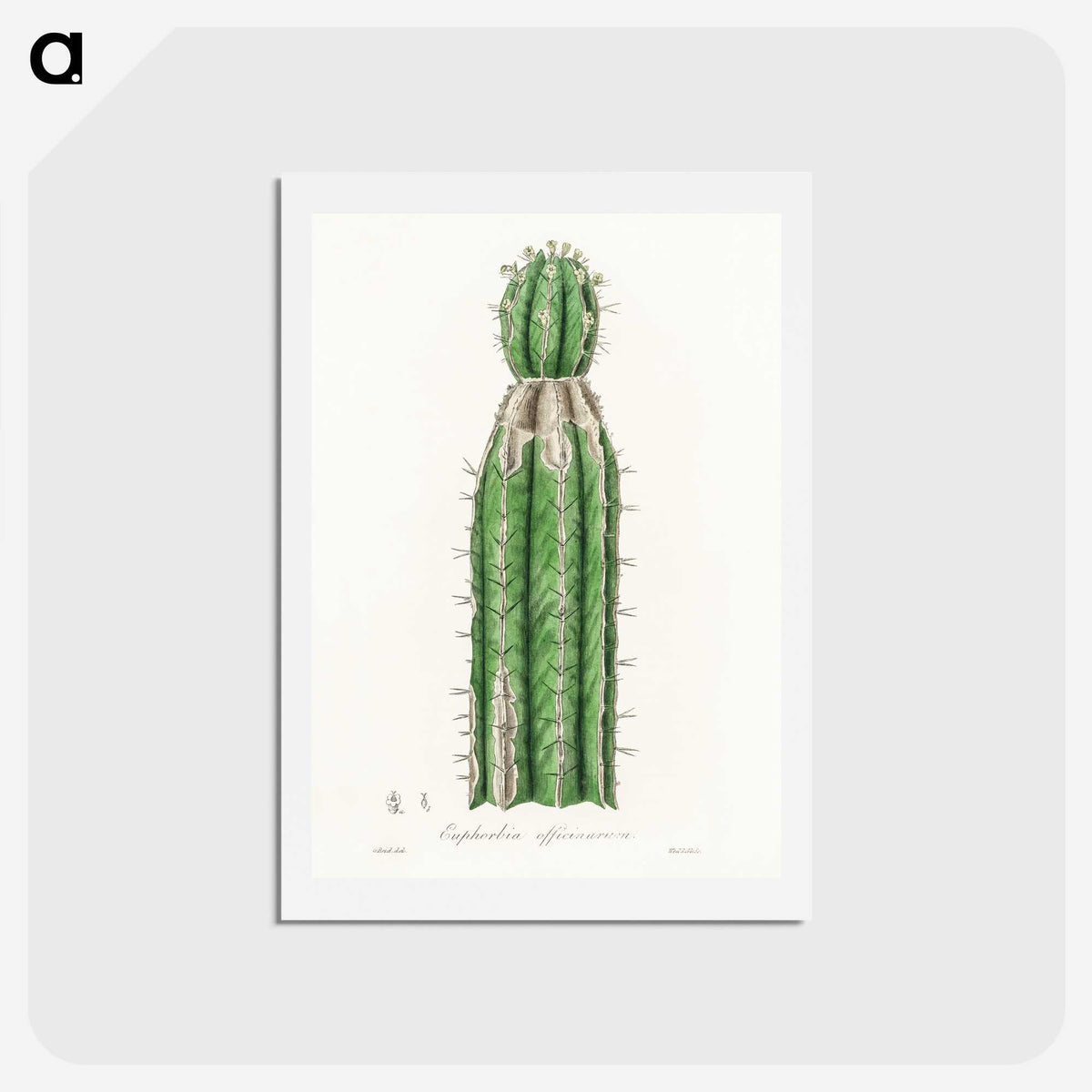 1-24_Medical-Botany_hagaki