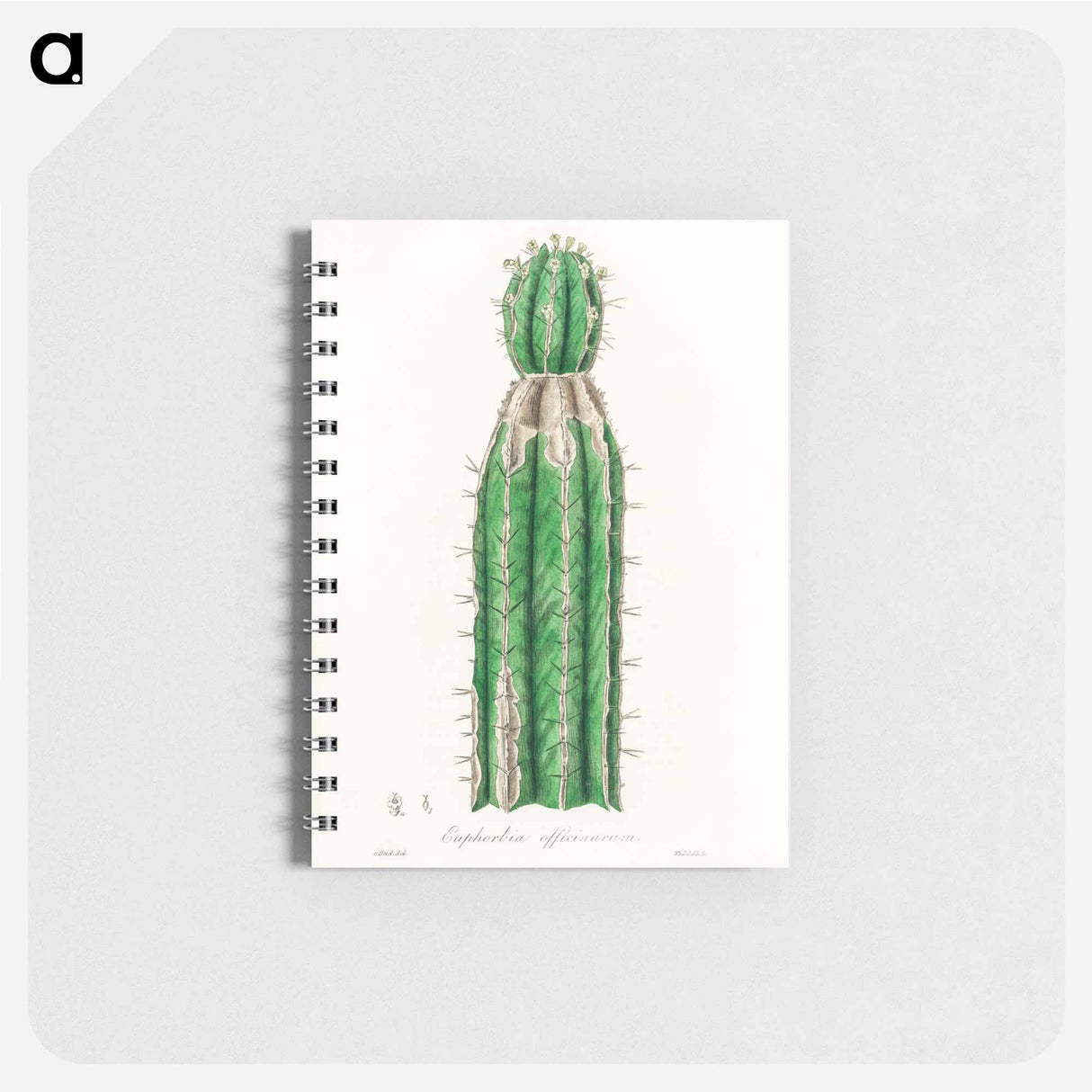 アートメモ帳-Euphorbia officinarum, from Medical Botany
 - 薬用植物学 Memo.