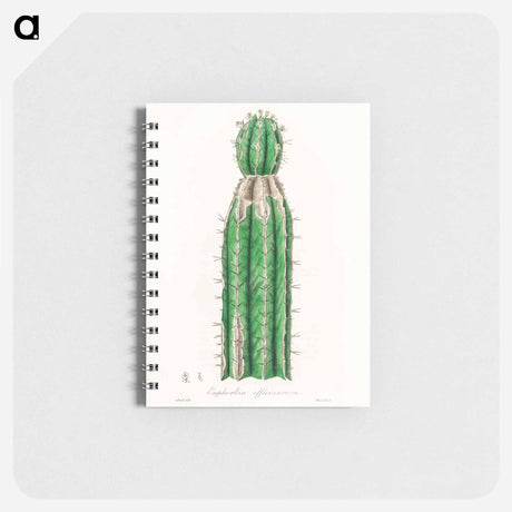 アートメモ帳-Euphorbia officinarum, from Medical Botany
 - 薬用植物学 Memo.
