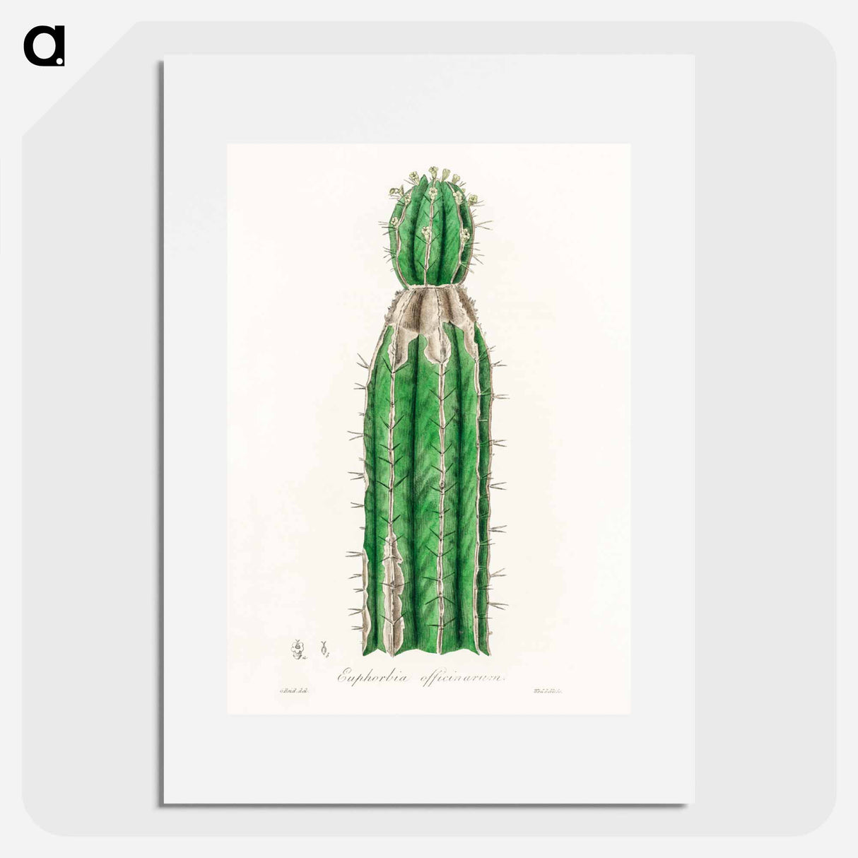 アートポスター-Euphorbia officinarum, from Medical Botany
 - 薬用植物学 Poster.