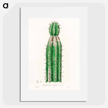 アートポスター-Euphorbia officinarum, from Medical Botany
 - 薬用植物学 Poster.