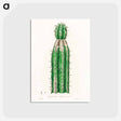 アートポストカード-Euphorbia officinarum, from Medical Botany
 - 薬用植物学 Postcard.
