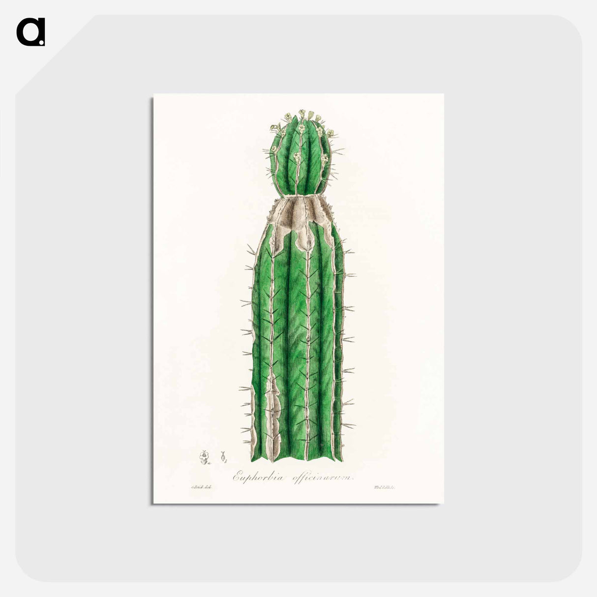 アートポストカード-Euphorbia officinarum, from Medical Botany
 - 薬用植物学 Postcard.