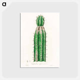 アートポストカード-Euphorbia officinarum, from Medical Botany
 - 薬用植物学 Postcard.