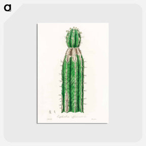 アートポストカード-Euphorbia officinarum, from Medical Botany
 - 薬用植物学 Postcard.